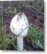 Mushroom In The Grass Metal Print