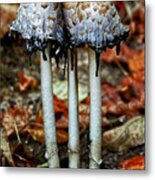 Mushrooms In Fall Metal Print