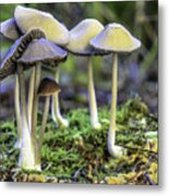 Family Of Mushrooms Metal Print