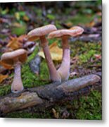 Mushrooms On Katahdin Metal Print