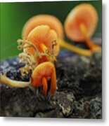 Mushrooms Or A Fungus Amongst Us 6 Metal Print