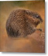 Muskrat Snack Metal Print