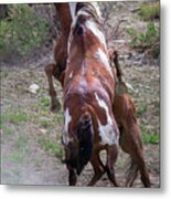 Mustang Madness Metal Print