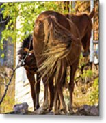 Mustang Mare With Foal Metal Print
