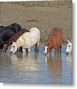 Mustang Water Hole Metal Print