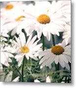 My Daisies Metal Print