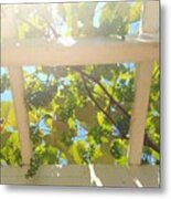My Father Is Growing Grapes... Who Is Metal Print