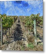 Napa Valley Vineyard - Rows Of Grapes Metal Print