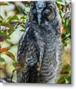 Napping Long-eared Owlet Metal Print