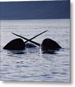 Narwhal Males Sparring Baffin Island Metal Print