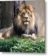 National Zoo - Luke - African Lion Metal Print