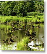 Nature Preserve Swamp Metal Print