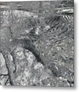 Nature Reflected Metal Print