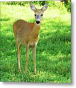 Nature wildlife scene with deer doe Duvet Cover by Goce Risteski - Pixels