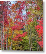 Natures Autumn Palette Metal Print