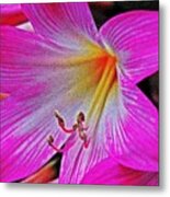 Natures Beauty Metal Print