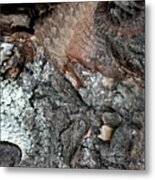 Nature's Own Xiii Metal Print