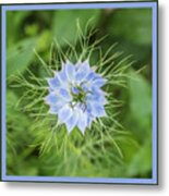 Natures Star Metal Print