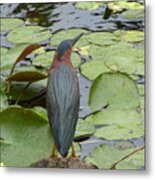 Nevis Bird Observes Metal Print