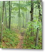 New England National Scenic Trail Misty Forest Metal Print