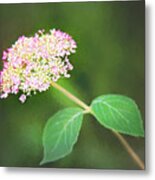 New Hydrangea Bloom Metal Print