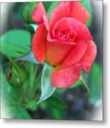 New Life In A Coral Rosebud Metal Print