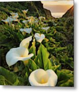Valley Of The Lilies Metal Print