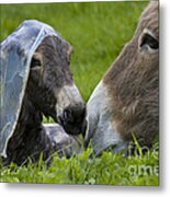 Newborn Donkey Metal Print