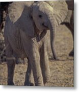Newborn Elephant Metal Print