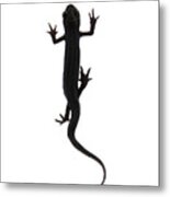 Amphibian Lizard Design Metal Print