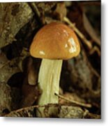 Nice Tan Shiny Mushroom Metal Print