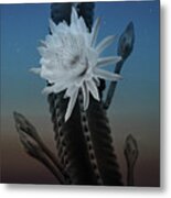 Night Bloom Metal Print