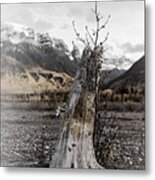 Nizina River Tree Stump Metal Print
