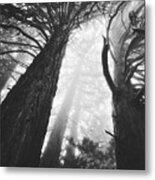 Noble Arms Metal Print