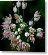 Nodding Onion Metal Print