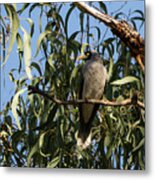 Noisy Miner Bird 2 - Canberra - Australia Metal Print