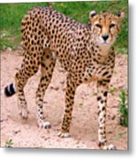 North African Cheetah Metal Print