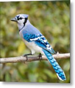 North American Blue Jay Metal Print