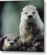 North American River Otter Lontra Metal Print