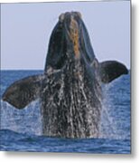 North Atlantic Right Whale Breaching Metal Print