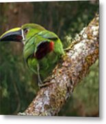 Southern Emerald Toucanet Otun Quimbaya Pereira Colombia Metal Print