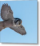 Northern Hawk Owl Hunting Metal Print