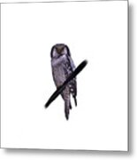 Northern Hawk-owl Transparent Metal Print