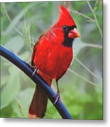 Northern Male Red Cardinal Bird Metal Print