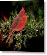 Northern Scarlet Cardinal On White Berries Metal Print