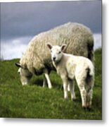 Northumberland Lamb Metal Print