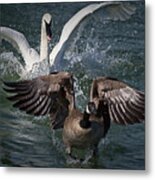 Not Birds Of A Feather Metal Print