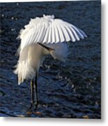 Not Under Here - Birds - Snowy Egret Metal Print