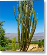 Now That's A Cactus Metal Print