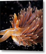 Nudibranch With The Stars Metal Print